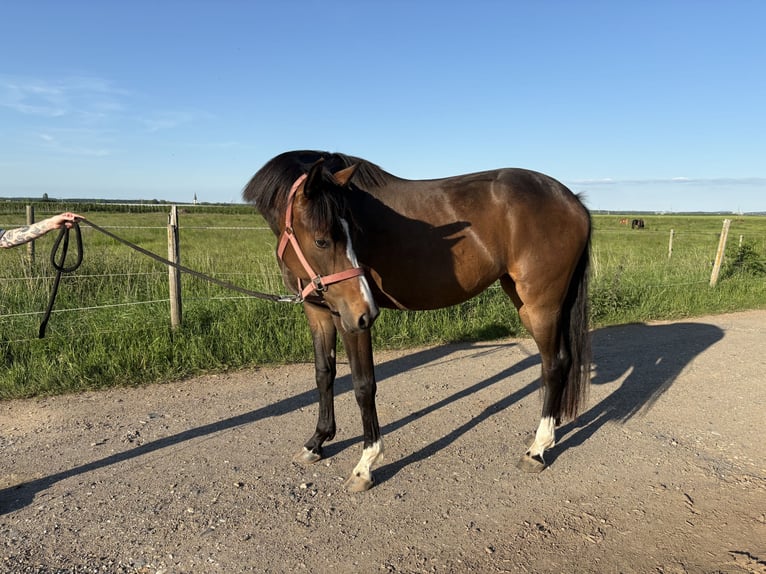 Westfale Stute 3 Jahre 165 cm Dunkelbrauner in Rheinbach