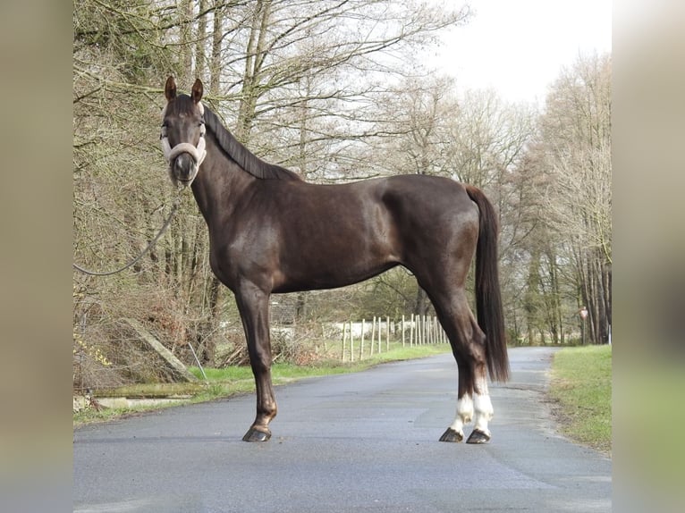 Westfale Stute 3 Jahre 165 cm Dunkelfuchs in Verl