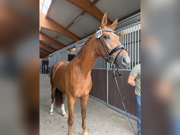 Westfale Stute 3 Jahre 165 cm Fuchs in Bottrop
