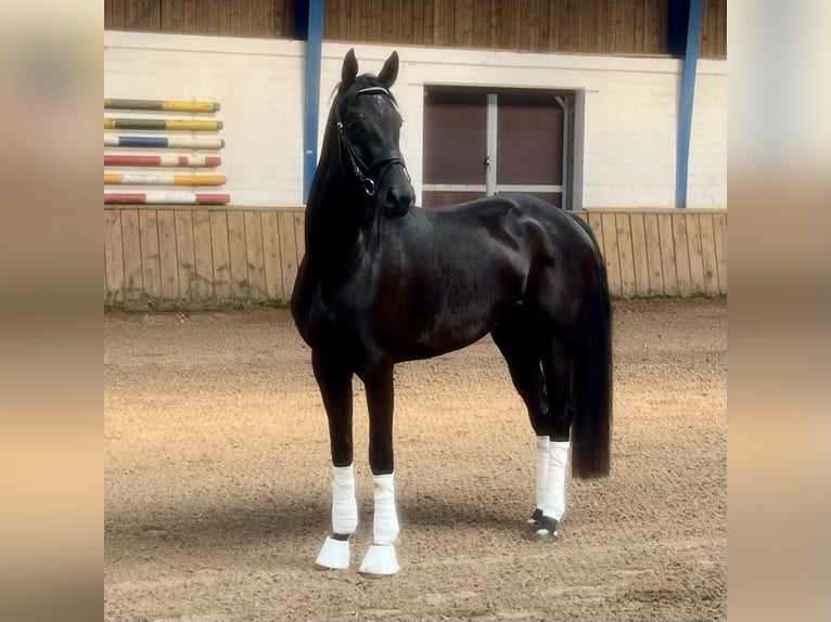 Westfale Stute 3 Jahre 165 cm Rappe in Lingen