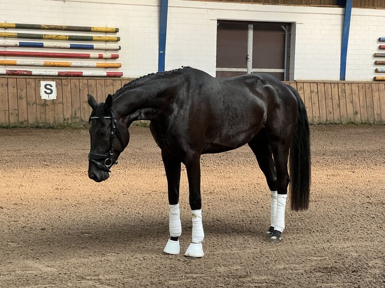 Westfale Stute 3 Jahre 165 cm Rappe in Lingen