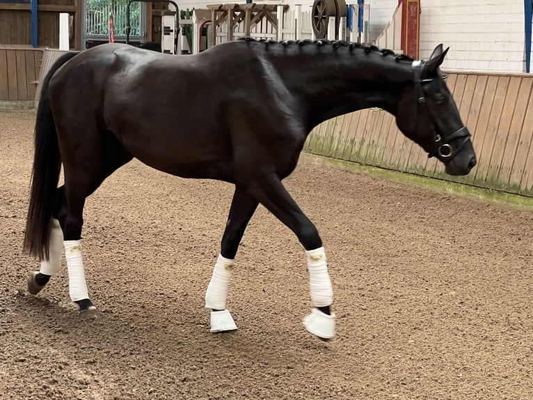 Westfale Stute 3 Jahre 165 cm Rappe in Lingen