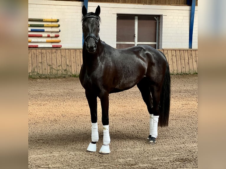 Westfale Stute 3 Jahre 165 cm Rappe in Lingen
