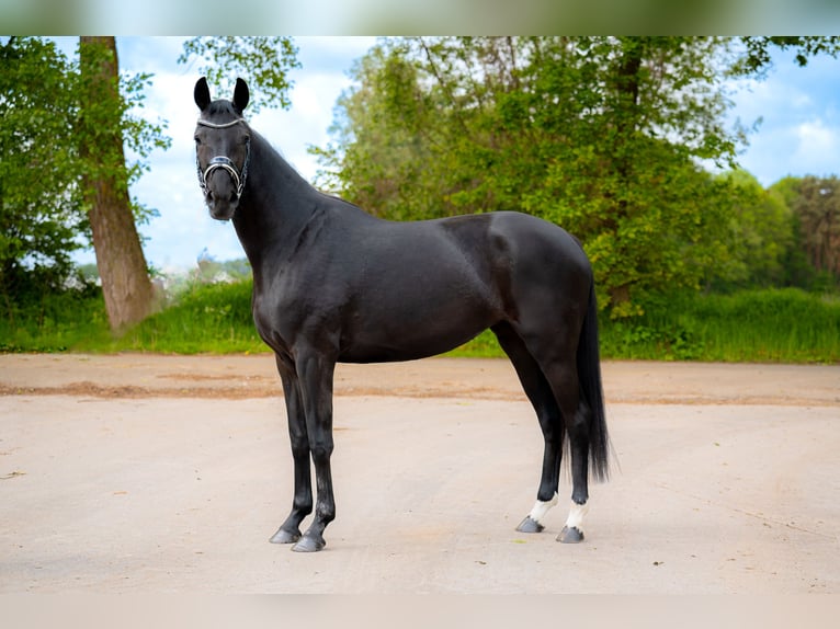 Westfale Stute 3 Jahre 165 cm Schwarzbrauner in Marienfeld