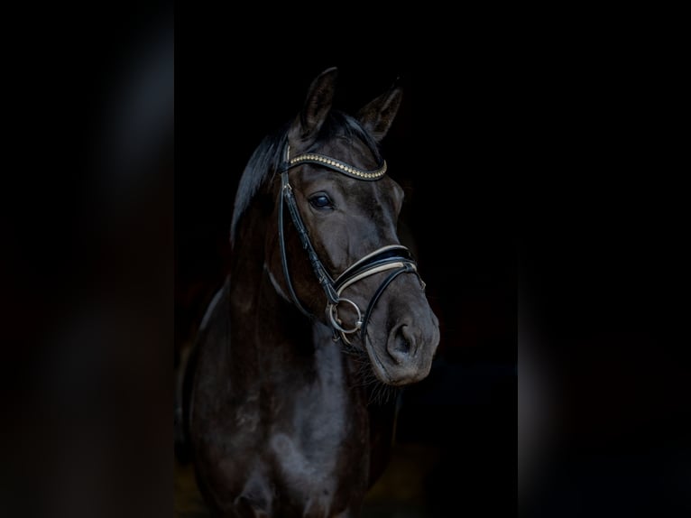 Westfale Stute 3 Jahre 165 cm Schwarzbrauner in Marienfeld