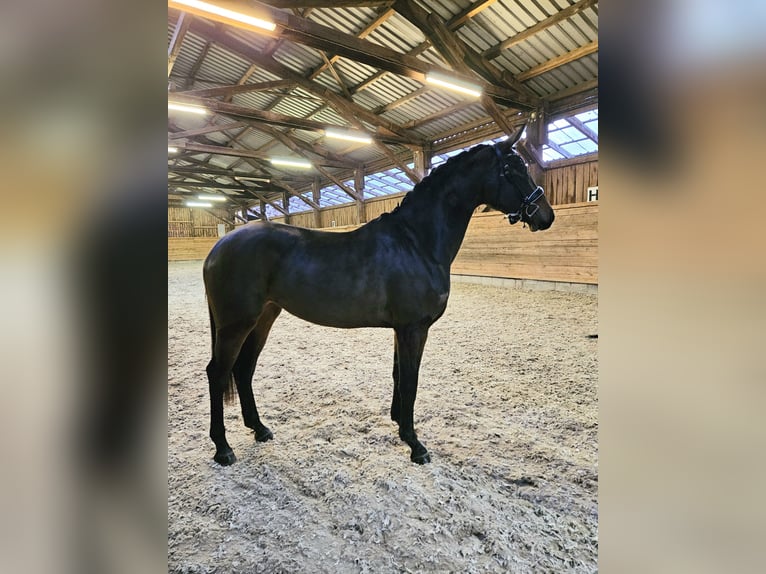 Westfale Stute 3 Jahre 166 cm Brauner in Neuhof an der Zenn