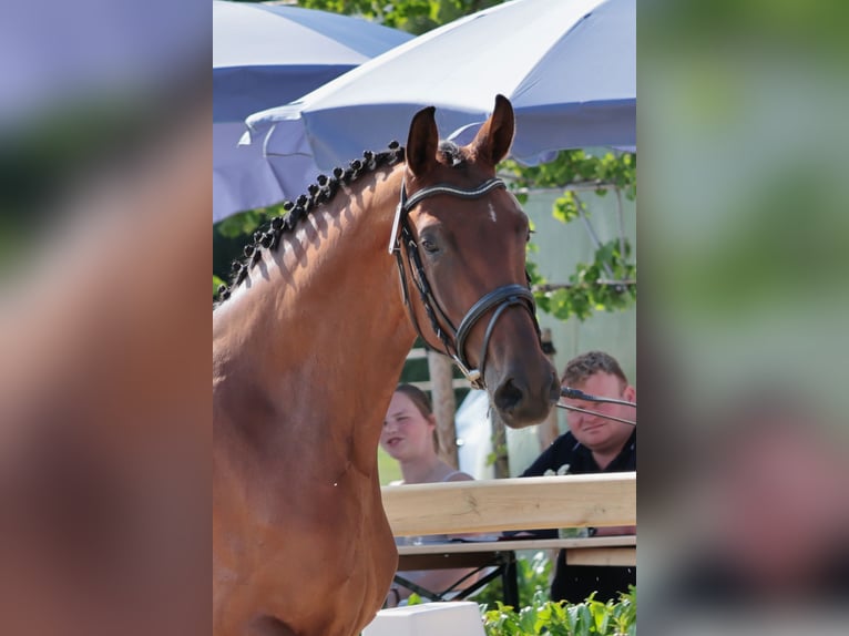 Westfale Stute 3 Jahre 166 cm Brauner in F&#xFC;rstenau