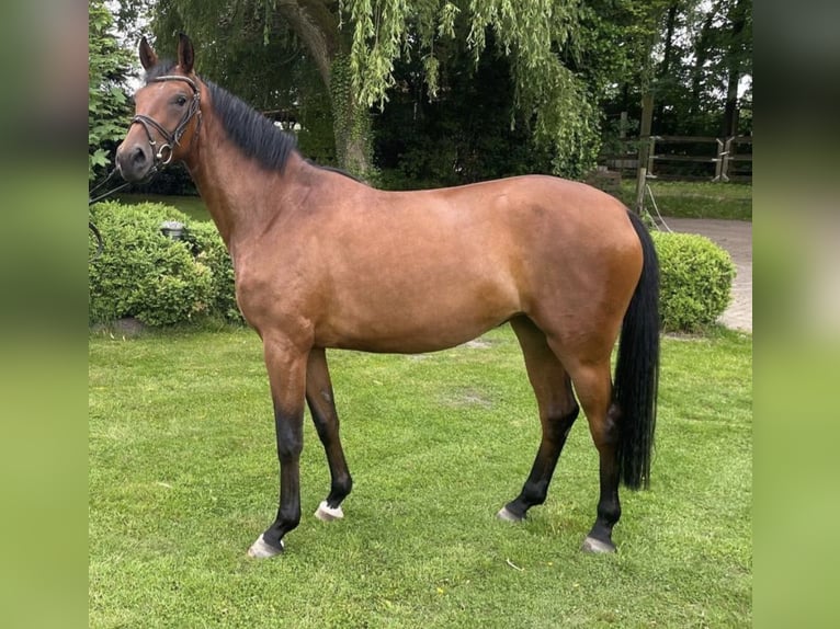 Westfale Stute 3 Jahre 166 cm Brauner in F&#xFC;rstenau