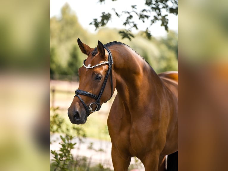 Westfale Stute 3 Jahre 166 cm Brauner in Sch&#xFC;ttorf