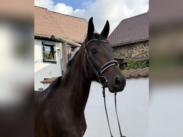 Westfale Stute 3 Jahre 166 cm Brauner in Anhausen
