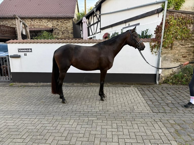 Westfale Stute 3 Jahre 166 cm Brauner in Anhausen