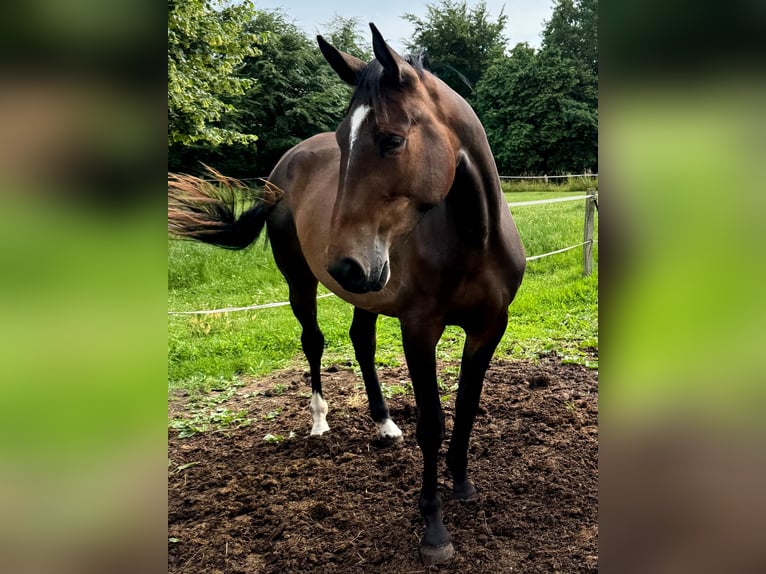 Westfale Stute 3 Jahre 166 cm Brauner in Warendorf