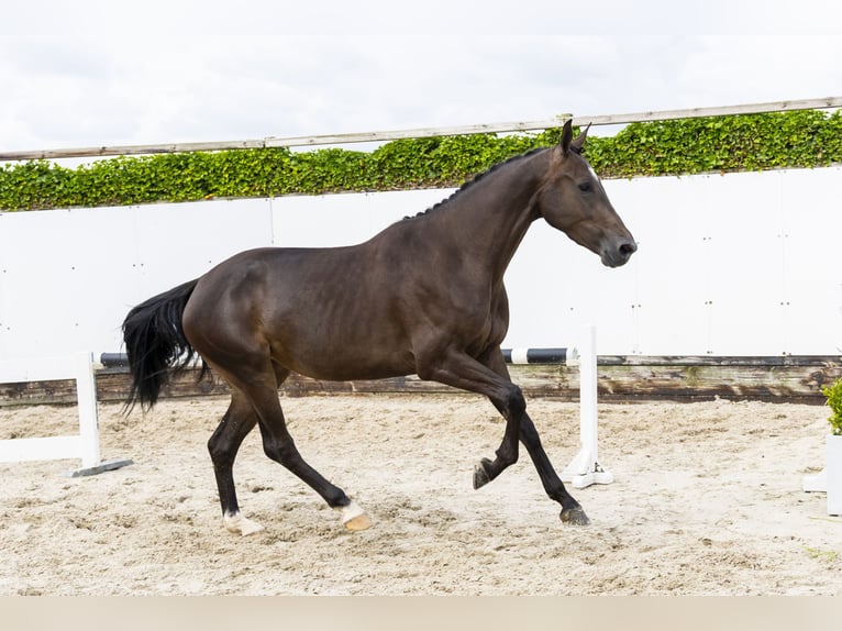 Westfale Stute 3 Jahre 166 cm Dunkelbrauner in Waddinxveen
