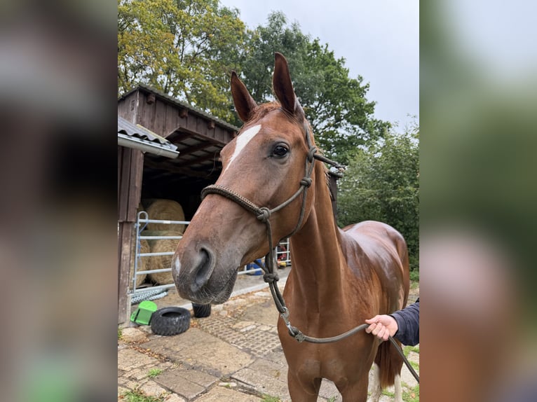 Westfale Stute 3 Jahre 166 cm Fuchs in Lützeroda