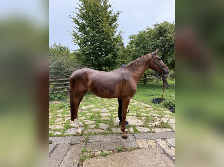 Westfale Stute 3 Jahre 166 cm Fuchs in Lützeroda