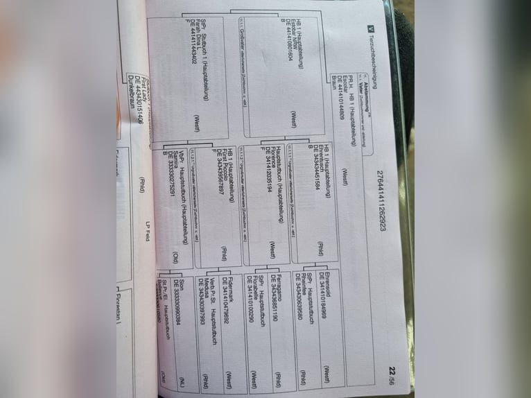 Westfale Stute 3 Jahre 166 cm Schwarzbrauner in Herborn