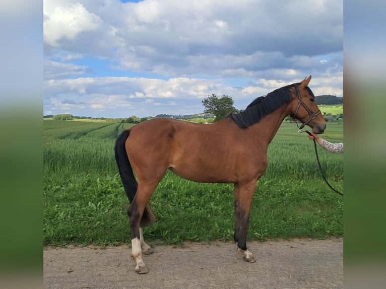 Westfale Stute 3 Jahre 167 cm Brauner in Brilon