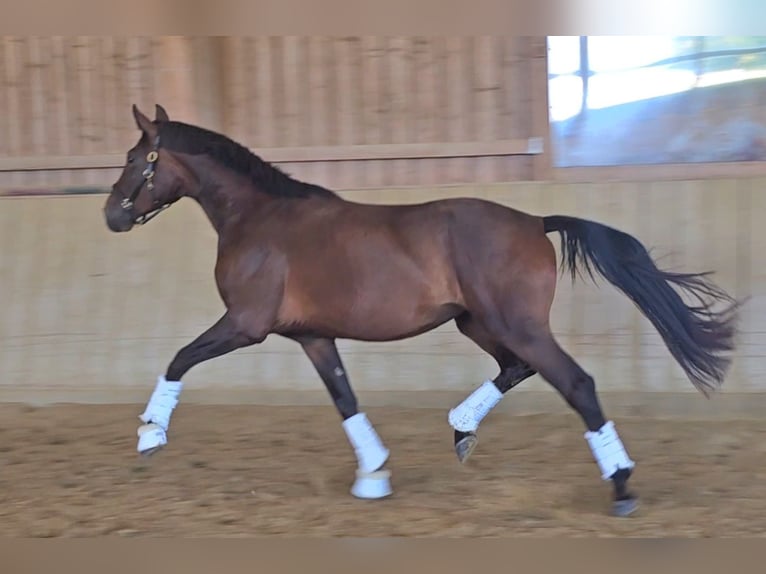 Westfale Stute 3 Jahre 167 cm Brauner in Wolfsbach