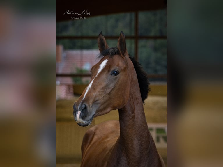 Westfale Stute 3 Jahre 167 cm Brauner in Bad Wildungen