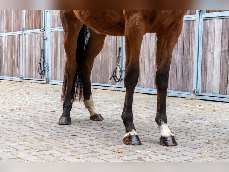 Westfale Stute 3 Jahre 167 cm Brauner in GROTE-BROGEL