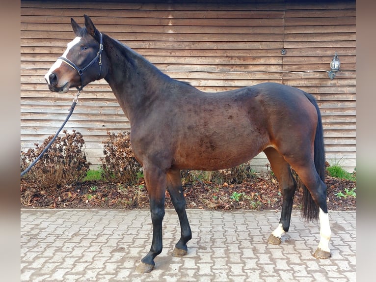 Westfale Stute 3 Jahre 167 cm Brauner in Minden