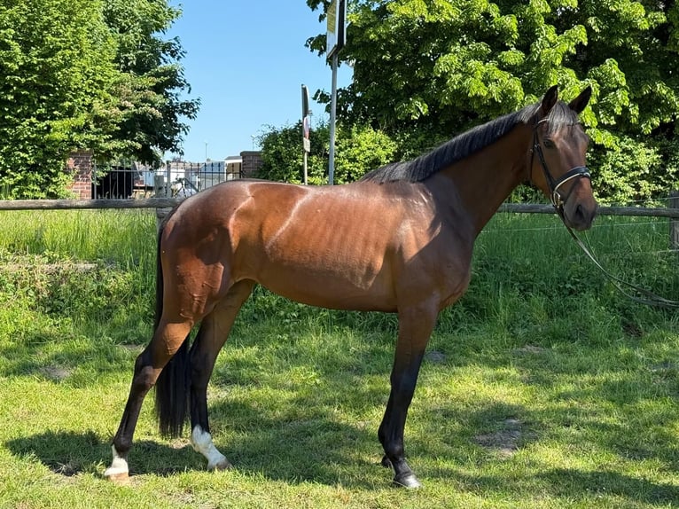 Westfale Stute 3 Jahre 168 cm Brauner in Lünen