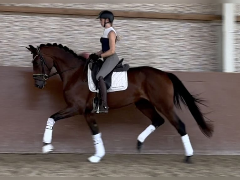 Westfale Stute 3 Jahre 168 cm Brauner in Wehringen