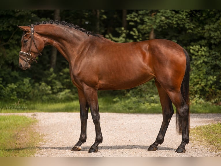 Westfale Stute 3 Jahre 168 cm Brauner in Wehringen