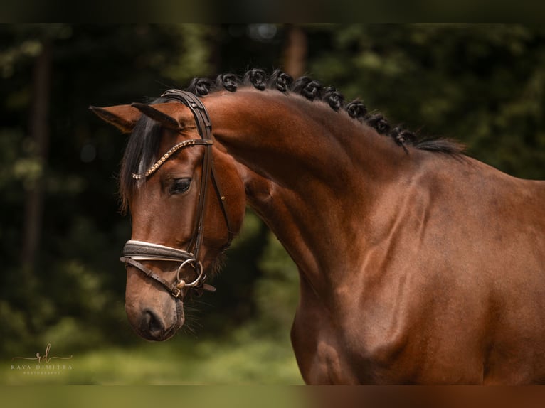 Westfale Stute 3 Jahre 168 cm Brauner in Wehringen