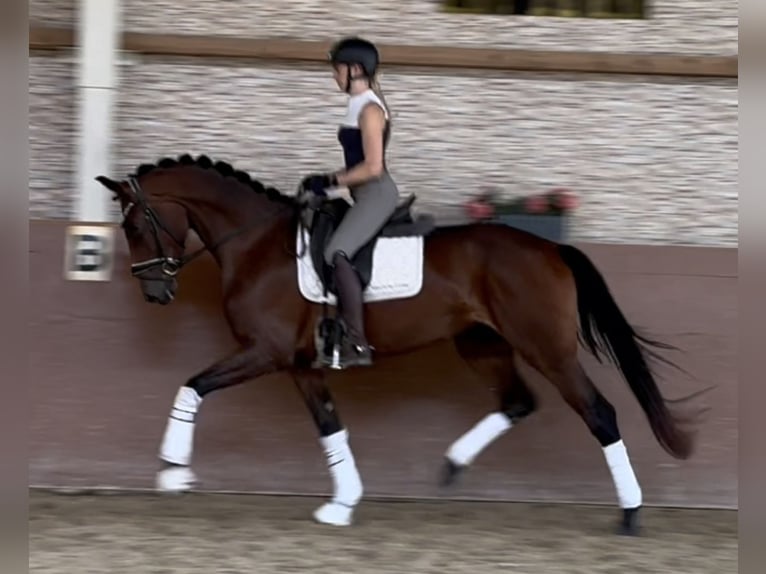 Westfale Stute 3 Jahre 168 cm Brauner in Wehringen