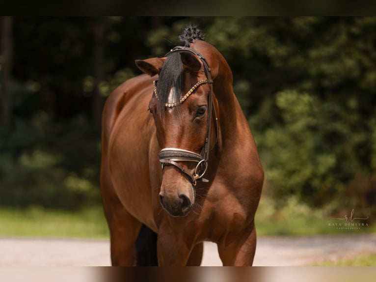 Westfale Stute 3 Jahre 168 cm Brauner in Wehringen