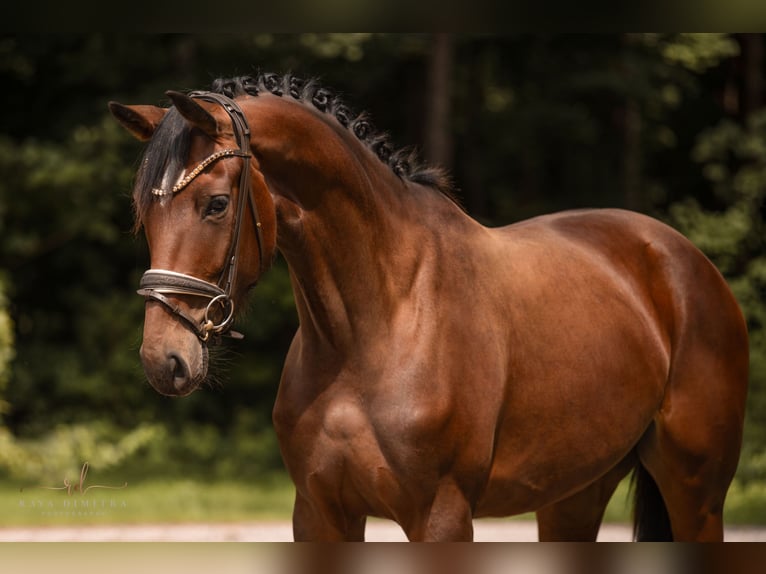 Westfale Stute 3 Jahre 168 cm Brauner in Wehringen