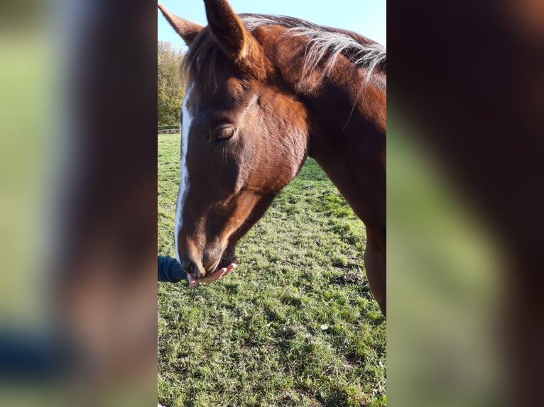 Westfale Stute 3 Jahre 168 cm Dunkelfuchs in Siegen