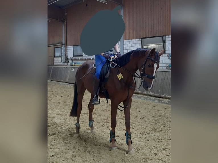 Westfale Stute 3 Jahre 168 cm Dunkelfuchs in Siegen