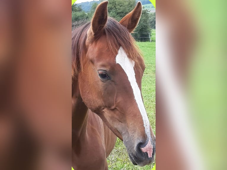 Westfale Stute 3 Jahre 168 cm Dunkelfuchs in Siegen