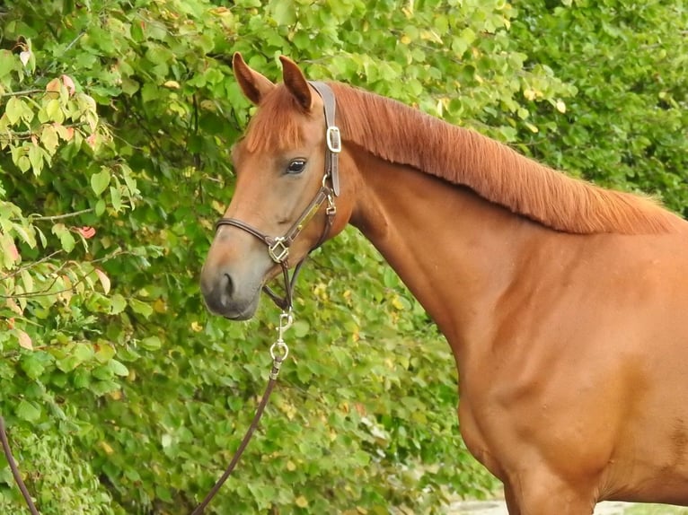 Westfale Stute 3 Jahre 168 cm Fuchs in Verl
