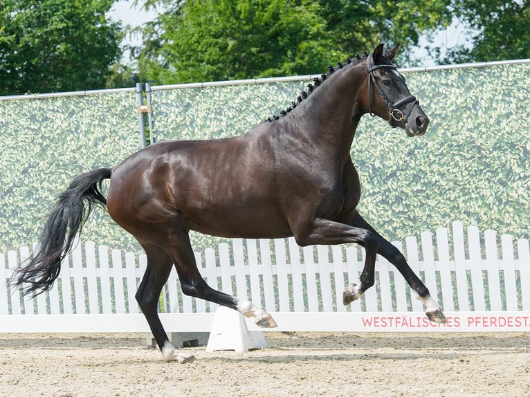 Westfale Stute 3 Jahre 168 cm Schwarzbrauner in Mnster-Handorf