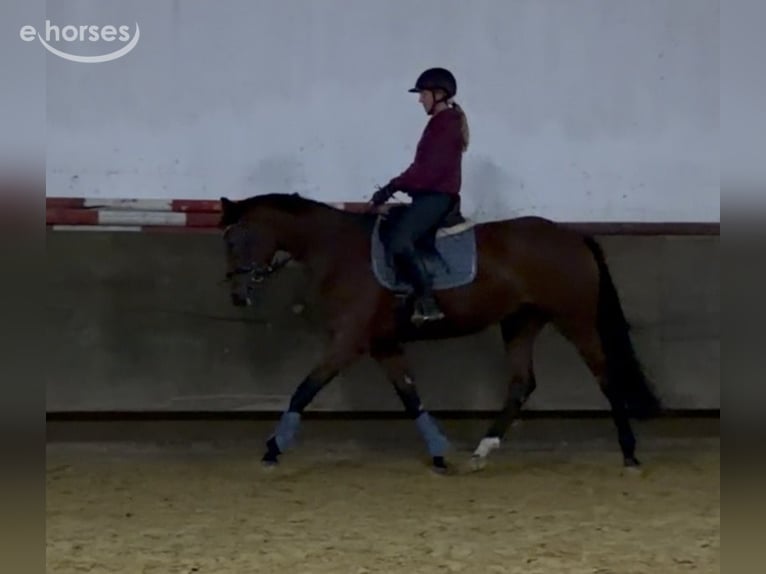 Westfale Stute 3 Jahre 169 cm Brauner in Münster