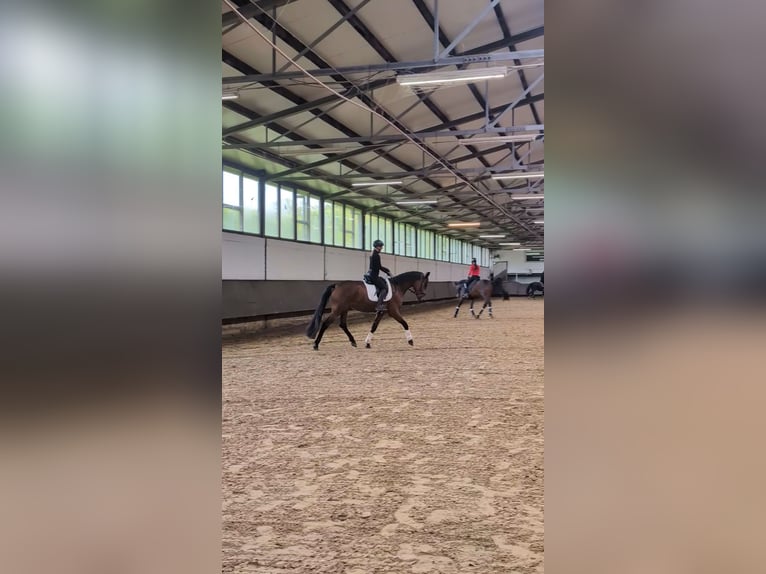 Westfale Stute 3 Jahre 169 cm Brauner in Castrop-Rauxel