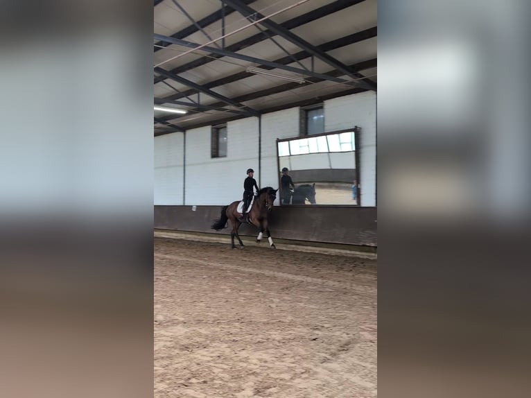 Westfale Stute 3 Jahre 169 cm Brauner in Castrop-Rauxel