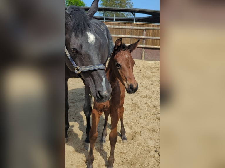 Westfale Stute 3 Jahre 169 cm Brauner in Castrop-Rauxel