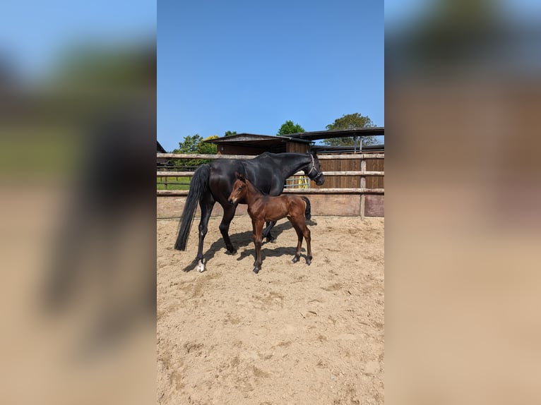 Westfale Stute 3 Jahre 169 cm Brauner in Castrop-Rauxel