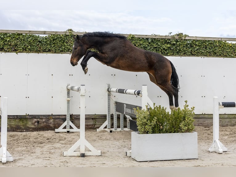 Westfale Stute 3 Jahre 169 cm Brauner in Waddinxveen