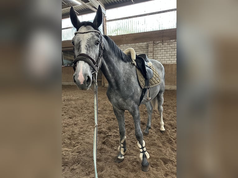 Westfale Stute 3 Jahre 170 cm Apfelschimmel in Einbeck