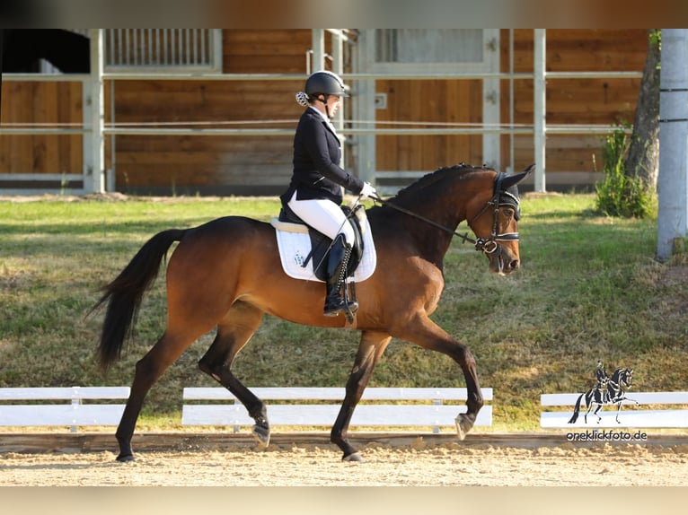 Westfale Stute 3 Jahre 170 cm Brauner in Neuhof an der Zenn