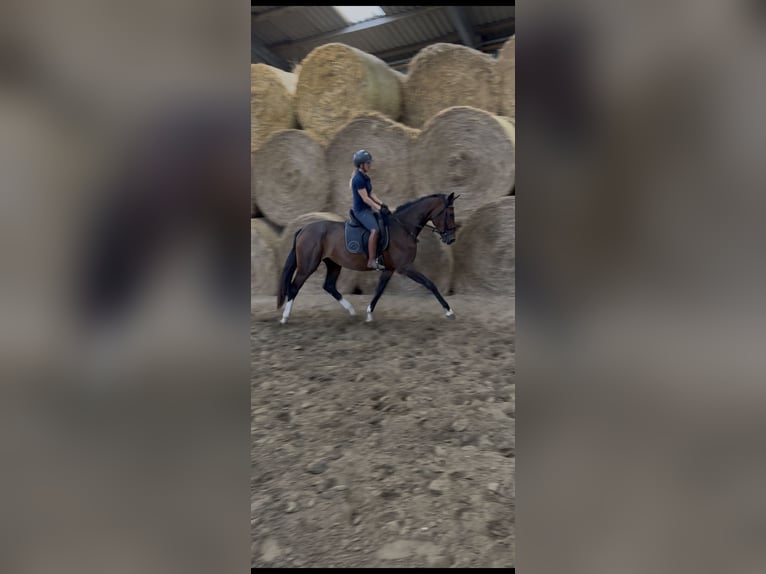Westfale Stute 3 Jahre 170 cm Brauner in Wesel
