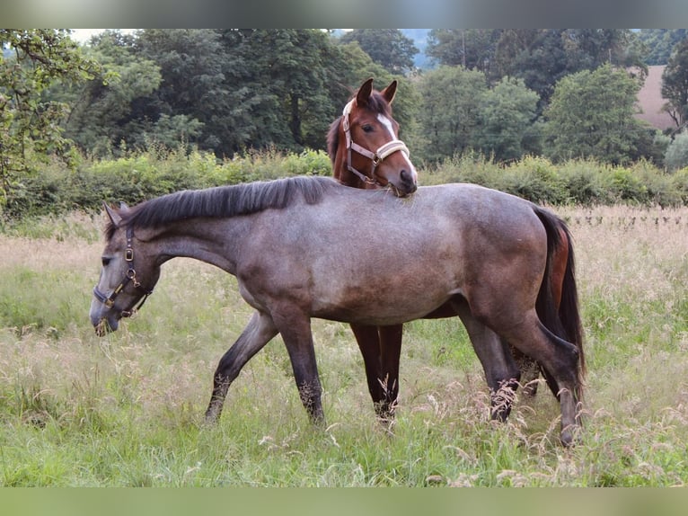 Westfale Stute 3 Jahre 170 cm Brauner in Wuppertal