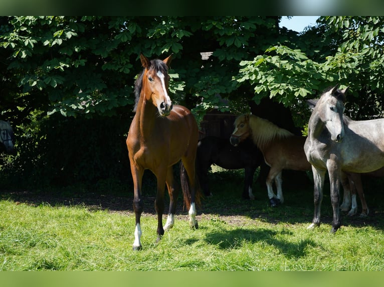 Westfale Stute 3 Jahre 170 cm Brauner in Wuppertal