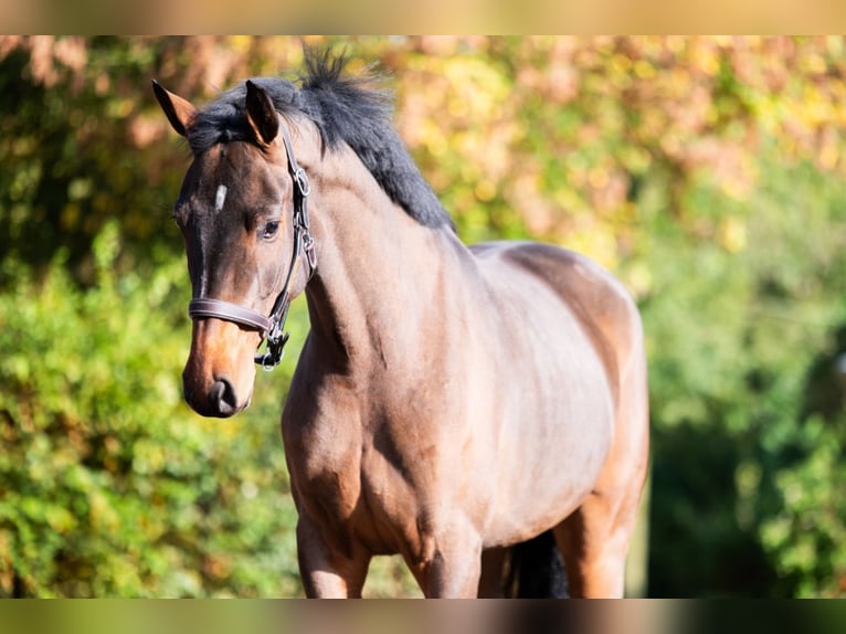 Westfale Stute 3 Jahre 170 cm Brauner in Bladel