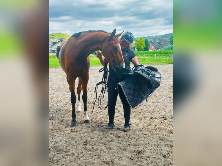 Westfale Stute 3 Jahre 170 cm in Tecklenburg